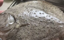 鲜活多宝鱼450-550g/条 实拍图