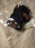 发绳女高马尾发圈高弹力耐用橡皮筋成人儿童扎头发皮套头绳头饰 加厚小熊标5根黑色 实拍图
