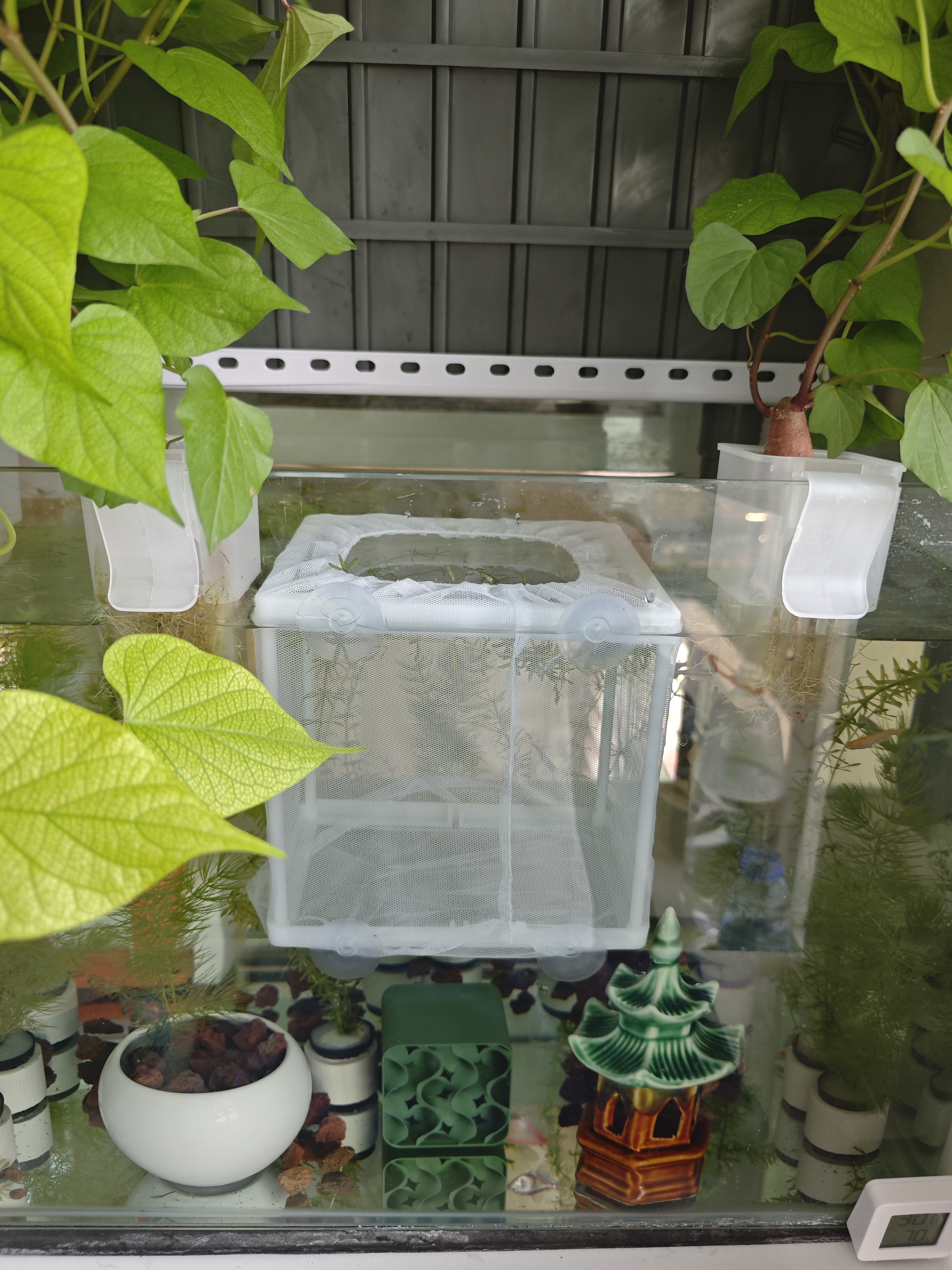 鱼缸水族箱专用孵化器小鱼隔离盒网热带鱼繁殖箱产盒孵鱼槽 小号隔离网盒(粗孔1mm) 实拍图
