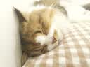 皇家猫粮 幼猫猫粮 幼猫专用 K36 通用粮 4-12月 400g 实拍图