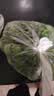 散叶生菜约400g 实拍图