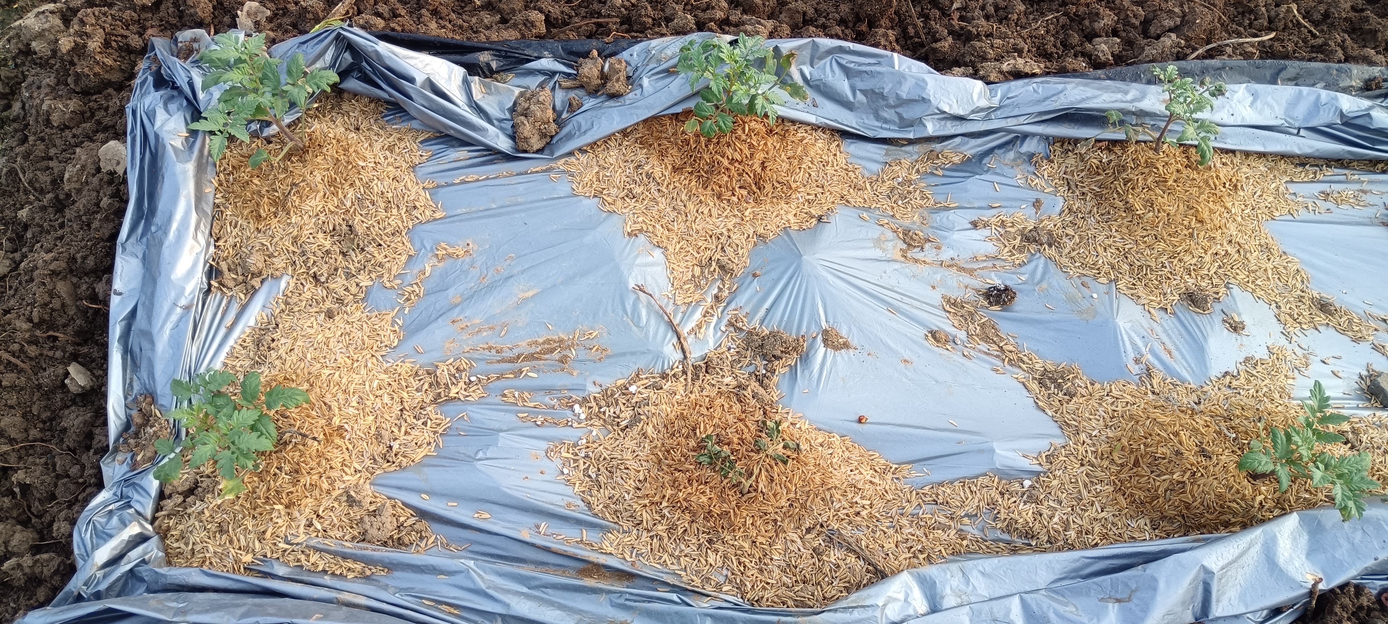 北蔬 普罗旺斯种苗大西红柿带土秧苗 普罗旺斯番茄苗6棵源头直发包邮 实拍图