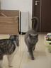 卫仕 五拼冻干全价全阶段猫粮 成猫幼猫冻干试吃 山海盛宴100g 实拍图