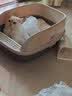 猫乐适半封闭猫砂盆 防溅防臭易清洗 大容量猫厕所 成幼猫通用开放式 【岩灰色】大面包15L+铲子 实拍图