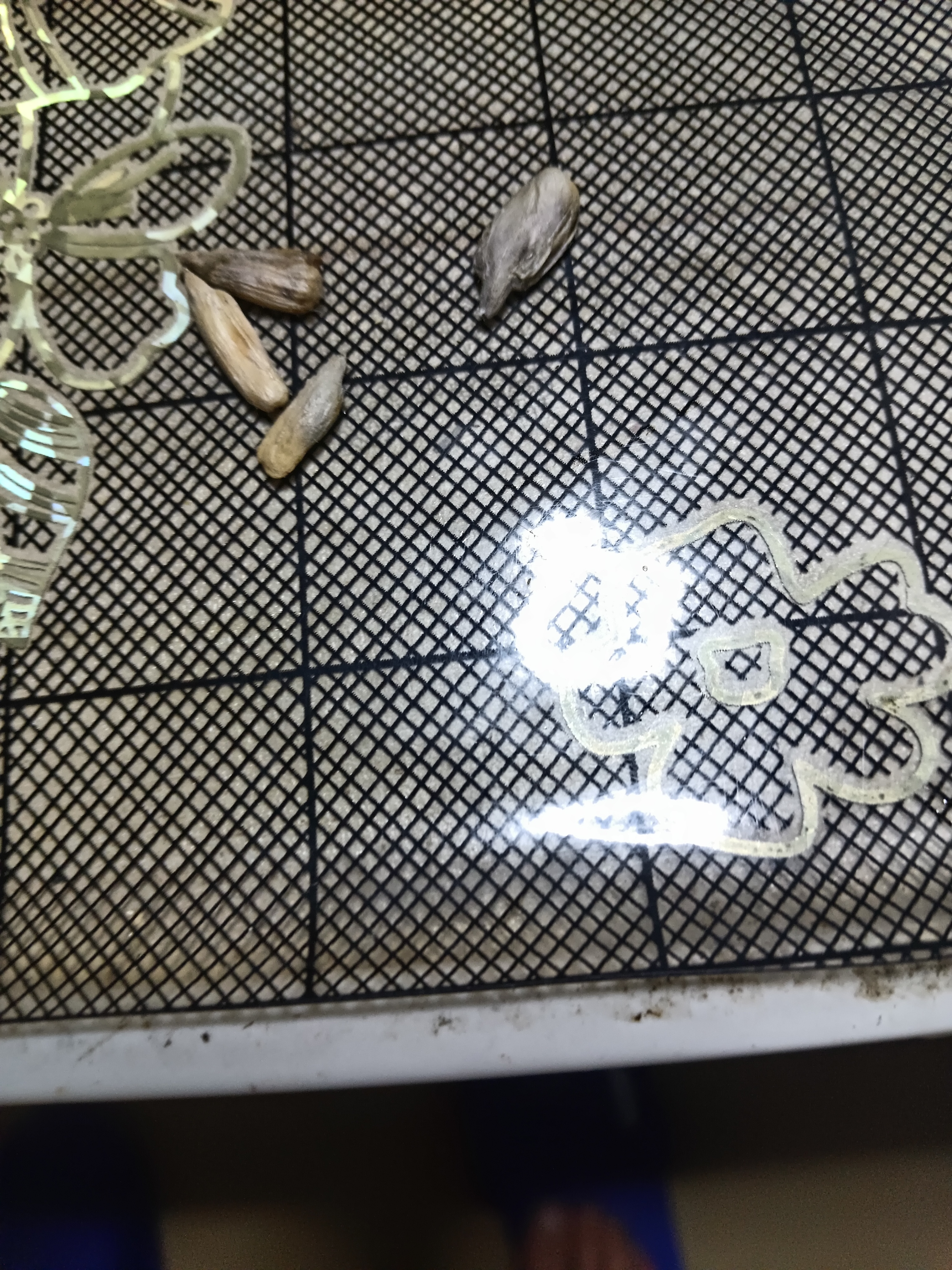 新货净重现炒熟瓜子大颗粒散装原味葵花仔特价生货批新鲜葵花子 【大粒炒熟】2斤装原味瓜子 实拍图