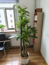 叹为观止大型植物发财树各种大颗盆栽开业乔迁客厅办公室内好养大型花卉 三杆发财树【1.6-1.8米】 含盆 实拍图