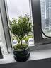 【限时秒杀】小叶赤楠盆景植物办公花卉基地直销批发绿植盆栽室内 赤楠+绿色裂纹盆+苔藓+圆底座 实拍图