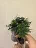 文竹盆栽绿植花卉盆景植物室内客厅水培文松云竹文竹大苗四季常青 小文竹【3棵性价比高】原土球发货 高度15-25cm 实拍图