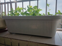 特大阳台种菜盆家用种菜专用盆长方形蔬菜种植盆塑料户外庭院花箱 【米白加大种菜盆】带轮款 【自吸水1套】 实拍图