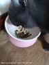 麦富迪猫粮 barf霸弗天然猫粮冻干生骨肉高蛋白成猫粮养胃增肌牛肉5.4kg 实拍图