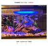 派乐特鱼缸底砂造景石头子五彩石溪流石水族箱龟缸多肉装饰彩色雨花五斤 实拍图