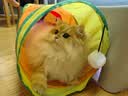 光多拉彩虹猫隧道加长125cm带逗猫球自嗨解闷钻洞迷宫小猫咪玩具可折叠 实拍图