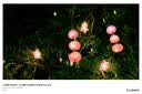 松下（Panasonic）Lumix G100D M43画幅相机 M43卡口 微单相机 无反数码相机 G100D+【12-60mm白盒】单镜套装 实拍图