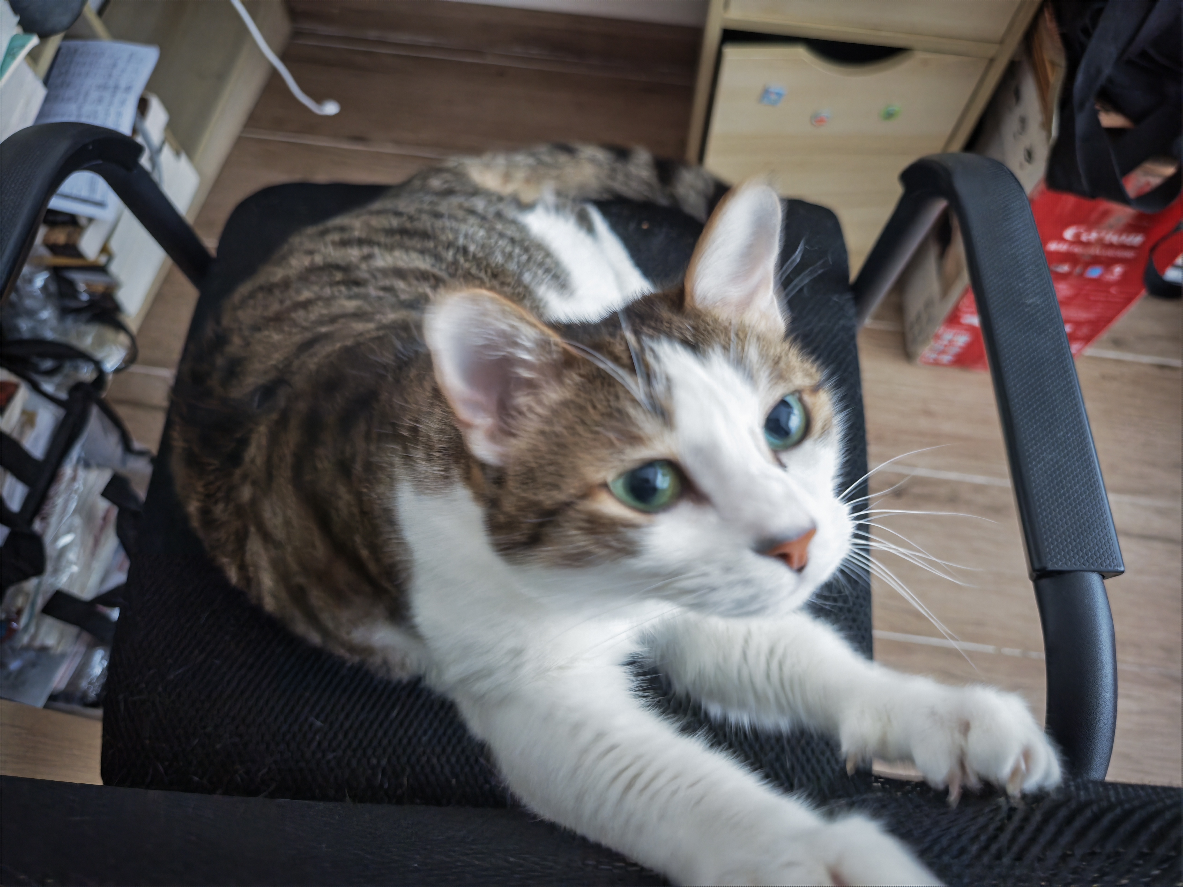 鼎伴悠抚4效pro升级款抗过敏猫粮猫毛鼎半全价幼成猫粮清敏主粮1.5kg 实拍图