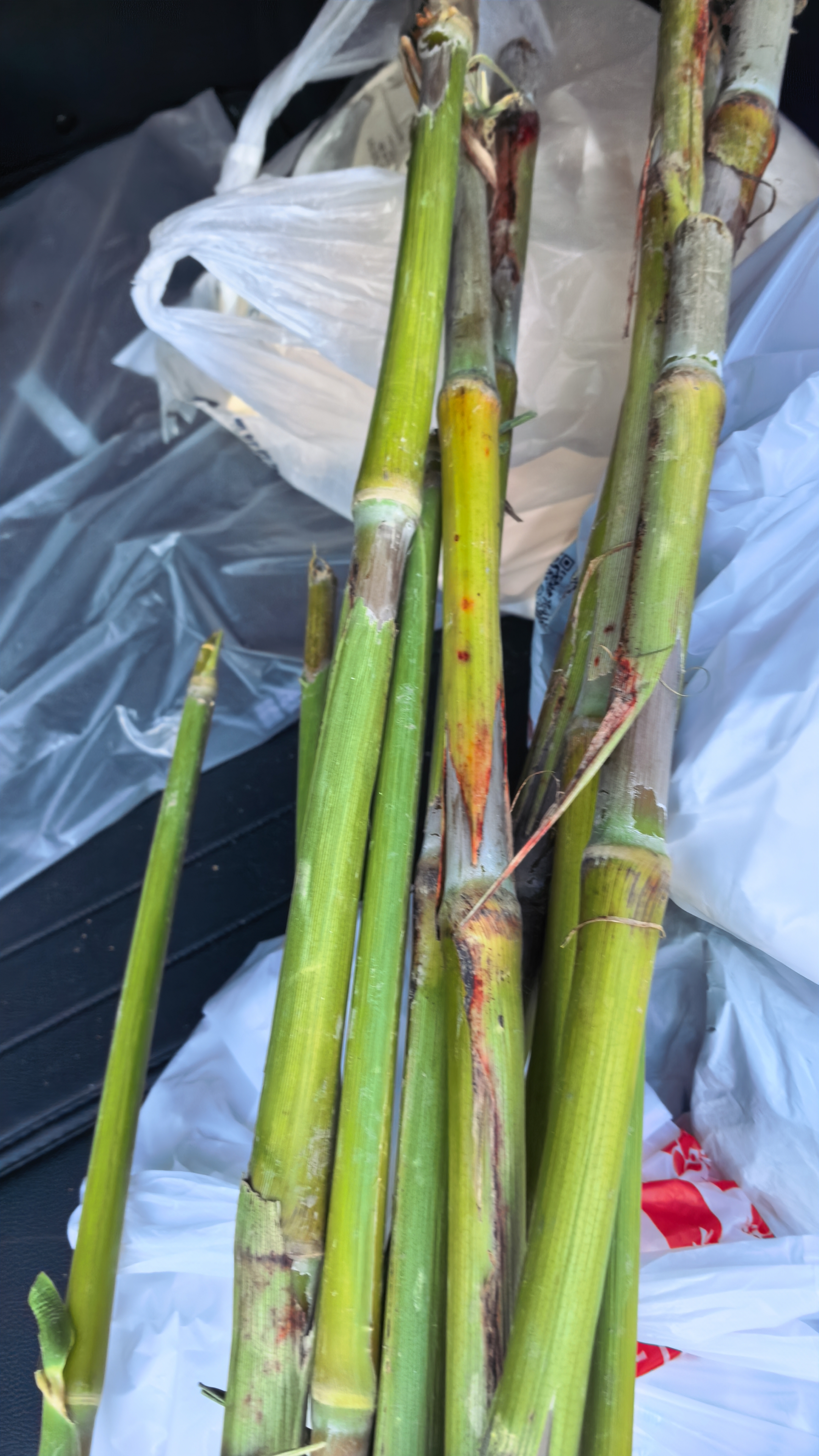 蕉下（beneunder）防晒衣女轻薄防泼水便携透气防紫外线TS402沙杏咖L 实拍图