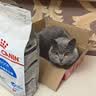 皇家猫粮 室内成猫粮 I27 通用粮 12月以上 4.5KG 实拍图
