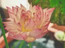 立邦瓷砖修补剂瓷砖胶空鼓剂修复胶粘接剂松动修补瓷砖650ml*2 实拍图
