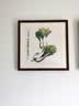 紫腾随轩齐白石装饰画新中式客厅背景墙面挂画卧室饭厅餐厅水墨虾壁画实木 白菜 50*50cm（有机玻璃）（默认红木色框） 实拍图