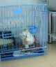 灵宠物语逗猫棒猫玩具4只装猫咪玩具小猫玩具自嗨神器逗猫玩具自嗨棒 实拍图