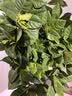 花翁苔藓球栀子花盆栽四季开花卉水培植物室内绿植好养易活茉源头直发 实拍图