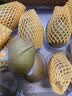 佳沛（zespri）新西兰阳光金奇异果10粒巨大果单果146-175g 猕猴桃水果礼盒 实拍图