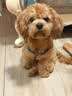 好主人狗粮 全犬种通用幼犬粮2.5kg泰迪金毛拉布拉多比熊天然粮5斤/20斤 【超值囤货】全犬种幼犬粮20斤 实拍图