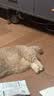 伯纳天纯中大型犬全价成年犬粮金毛宠物主粮羊肉蔓越莓15kg囤货装 实拍图