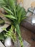 花翁水培绿植物招财转运室内水养花卉盆栽文昌竹4支(50-60cm)源头直发 实拍图