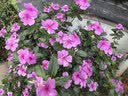 千禾 糯米香醋5度1L 【0添加】 酿造食醋 炒菜凉拌 点蘸调味 实拍图
