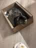 pidan猫抓板 纸盒款 瓦楞纸猫窝耐磨猫玩具 实拍图