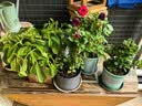 意轩 【带花苞】阳台室内盆栽花卉栀子花树苗大叶绿植四季开花枝子花 3年苗【带花苞】 不含盆 实拍图