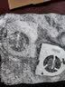联想（Lenovo） 拯救者Y7000 Y530 2018风扇 Y7000P 21 Y7000 20显卡 CPU笔记本风扇 Y7000P 一对风扇（19款 方形铆钉款） 实拍图