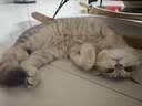 麦富迪猫粮 barf霸弗天然猫粮冻干幼猫粮高蛋白温和养护肠胃鲜鸡肉1.8kg 实拍图
