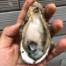 鲜京采鲜活生蚝3XL 净重7斤 19-26只 生鲜海鲜贝类 源头直发 中秋家宴 实拍图