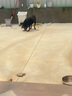 麦富迪狗粮 藻趣儿狗粮成犬粮牛肉螺旋藻 均衡营养15kg/30斤 实拍图