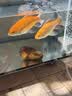 松宝（sobo）鱼缸过滤器内置三合一过滤增氧系统水族箱养鱼循环水泵氧气泵 15W 实拍图