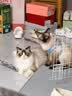 领先成猫尝鲜礼包主食级烘焙猫粮猫条餐盒汤包（新老款随机发货） 实拍图
