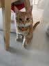 京东京造猫粮鱼肉6种全价鲜肉猫粮成猫幼猫鱼油美毛长肉护肤三文鱼2kg 实拍图