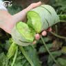 寿禾潍坊水果萝卜种子苗甜脆秋冬种蔬菜种籽 潍丰港翠潍县萝卜种子25g 实拍图