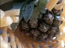 广东徐闻香水菠萝新鲜水果生鲜热带孕妇水果整箱包邮 1个装 单果1.3-1.5斤 实拍图