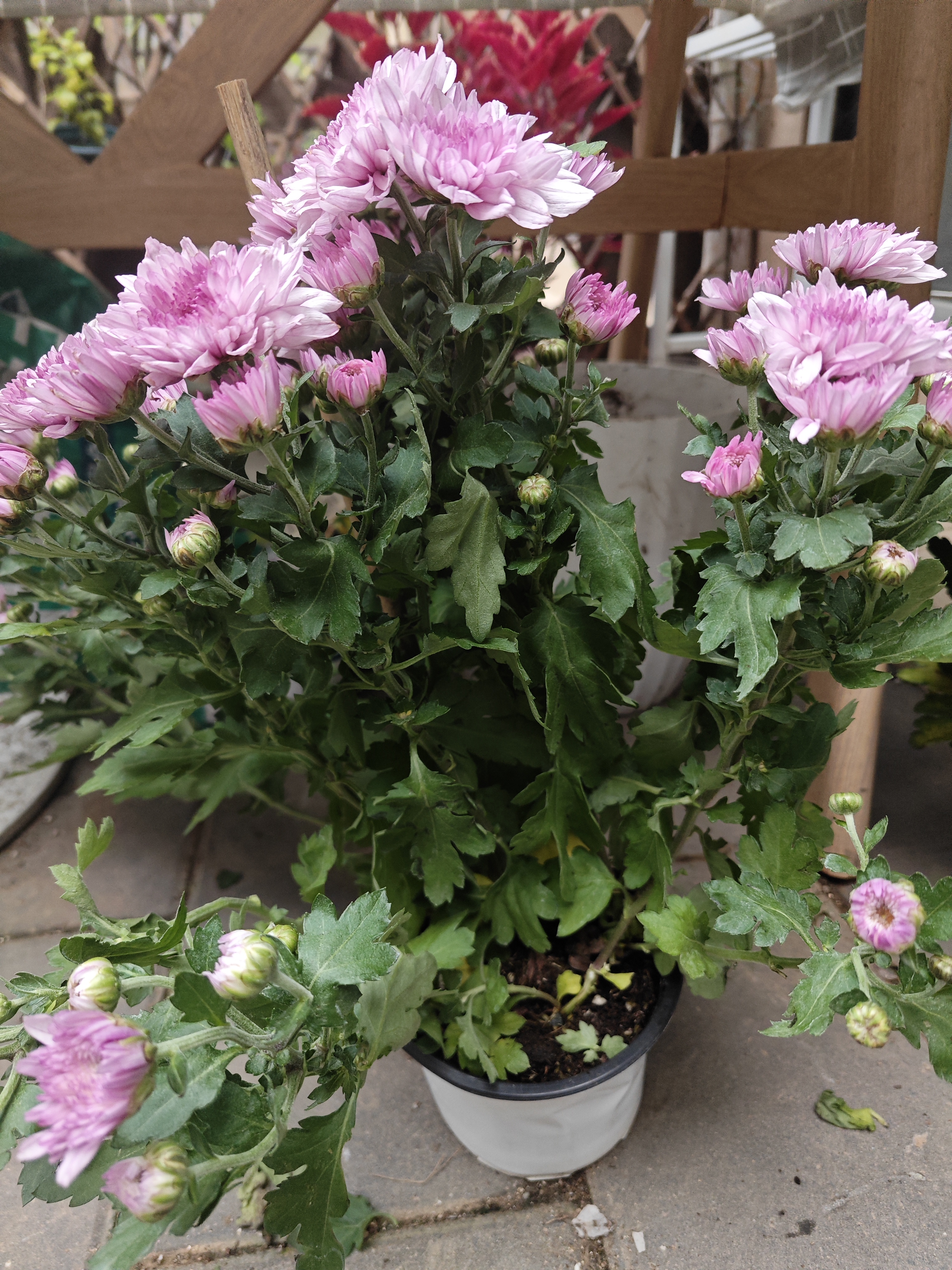 海蒂的花园菊花洋菊乒乓菊球菊盆栽耐热耐晒宿根植花卉球菊带花苞阳台花园 洋菊梦幻粉水晶12cm盆 实拍图
