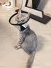 欢宠网伊丽莎白圈猫宠物狗猫咪狗狗绝育软项圈头套脖套防舔防咬脖圈耻辱 实拍图