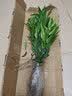 花行榜驱蚊竹柏水培驱蚊植物盆栽办公室桌面花卉水养办公室绿植源头直发 实拍图