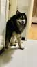 疯狂小狗狗粮金毛拉布拉多萨摩耶边牧 宠物中大型幼犬成犬20kg40斤牛肉味 肉粒双拼|香菇牛肉20kg 实拍图