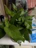 绿有意绿植盆栽多肉花卉盆栽植物室内桌面水培绿植办公室客厅植物懒人 发财树【招财聚福】 实拍图