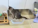 pidan猫砂 豆腐猫砂2.4kg*4包强力吸臭纯猫砂 可冲厕所非膨润土砂 实拍图