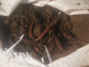 渔永记（YUYONGJI） 蚯蚓活饵鲜活垂钓鱼饵料鲫鱼鲤鱼野钓黑坑鱼料打窝料鱼食通杀 【中号】一斤蚯蚓+营养土+蚯蚓盒 实拍图