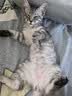 BNBNO猫包外出便携猫咪携带猫笼手提式车载包大容量高颜值单肩宠物背包 实拍图