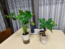 年宵花富贵竹龙鳞春羽水培植物春节过年装饰绿萝盆栽花卉绿植年货 精品春羽20-25cm【2棵】送营养液 实拍图