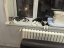 pidan猫砂 豆腐猫砂2.4kg*4包强力吸臭纯猫砂 可冲厕所非膨润土砂 实拍图